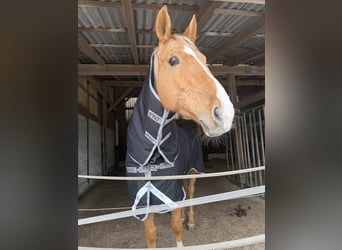 Palomino, Stute, 11 Jahre, 170 cm