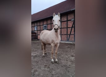 Palomino, Stute, 12 Jahre, 154 cm, Palomino