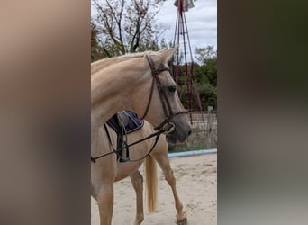 Palomino, Stute, 13 Jahre, 155 cm, Palomino