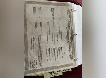 Palomino, Stute, 16 Jahre, 142 cm, Palomino