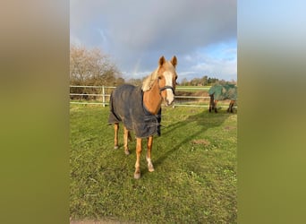 Palomino, Stute, 19 Jahre, 143 cm, Palomino