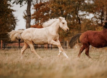 Palomino, Stute, 2 Jahre, 157 cm, Palomino