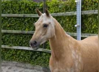 Palomino, Stute, 3 Jahre, 146 cm, Palomino