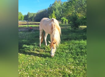 Palomino, Stute, 3 Jahre, 147 cm, Overo-alle-Farben