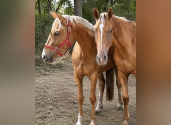 Palomino, Stute, 3 Jahre, 163 cm, Palomino