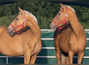 Palomino, Stute, 3 Jahre, 163 cm, Palomino