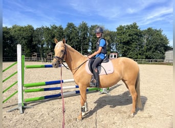 Palomino, Stute, 4 Jahre, 152 cm, Palomino