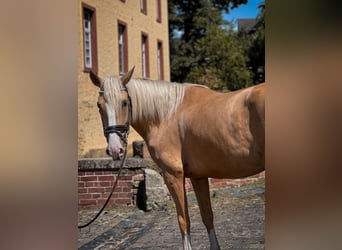 Palomino, Stute, 4 Jahre, Palomino