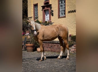 Palomino, Stute, 4 Jahre, Palomino