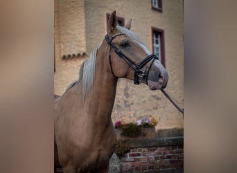 Palomino, Stute, 4 Jahre, Palomino