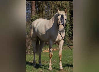 Palomino, Stute, 5 Jahre, 162 cm, Palomino