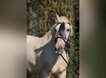 Palomino, Stute, 5 Jahre, 162 cm, Palomino