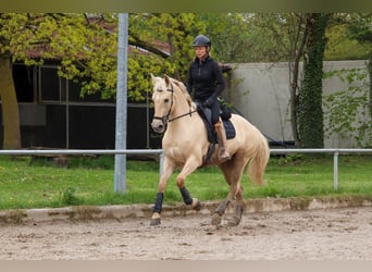 Palomino, Stute, 5 Jahre, 162 cm, Palomino