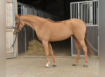 Palomino, Stute, 6 Jahre, 145 cm, Fuchs