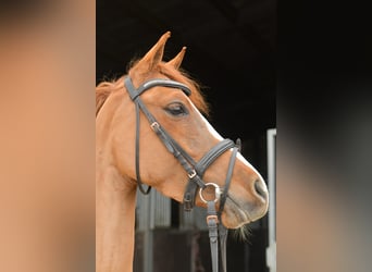 Palomino, Stute, 6 Jahre, 145 cm, Fuchs