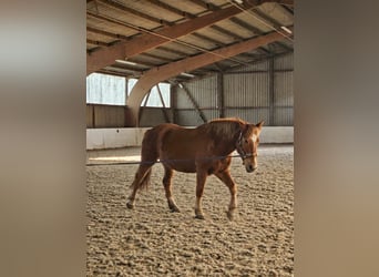 Palomino Mix, Stute, 7 Jahre, 156 cm, Fuchs