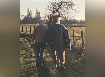 Palomino Mix, Stute, 7 Jahre, 156 cm, Fuchs
