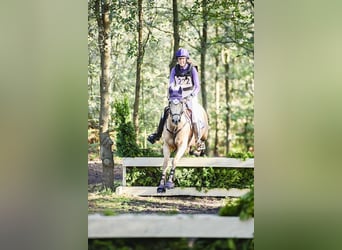 Palomino, Stute, 9 Jahre, 148 cm, Palomino