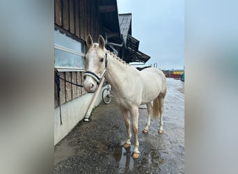 Palomino, Valack, 5 år, 148 cm, Palomino