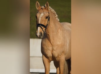 Palomino, Wałach, 14 lat, 160 cm, Izabelowata