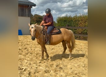 Palomino, Wałach, 3 lat, 150 cm