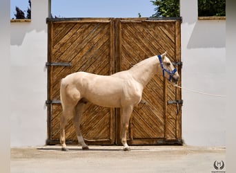 Palomino, Wałach, 3 lat, 168 cm, Izabelowata