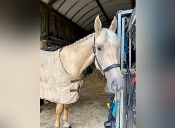 Palomino, Wałach, 4 lat, 163 cm, Izabelowata