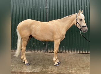 Palomino, Wałach, 4 lat, 163 cm, Izabelowata