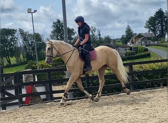 Palomino, Wałach, 4 lat, 163 cm, Izabelowata