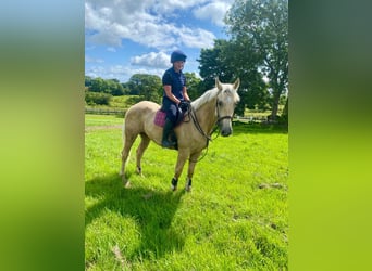 Palomino, Wałach, 4 lat, 163 cm, Izabelowata