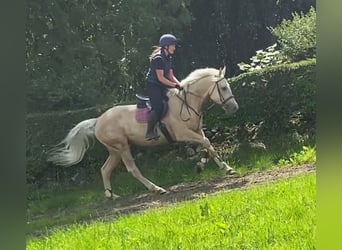 Palomino, Wałach, 4 lat, 163 cm, Izabelowata
