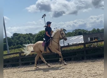 Palomino, Wałach, 4 lat, 163 cm, Izabelowata