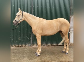 Palomino, Wałach, 4 lat, 163 cm, Izabelowata