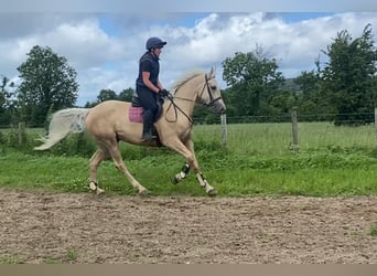 Palomino, Wałach, 4 lat, 163 cm, Izabelowata