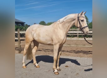 Palomino, Wałach, 4 lat, 168 cm, Izabelowata