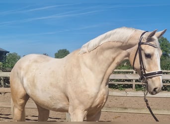 Palomino, Wałach, 4 lat, 168 cm, Izabelowata