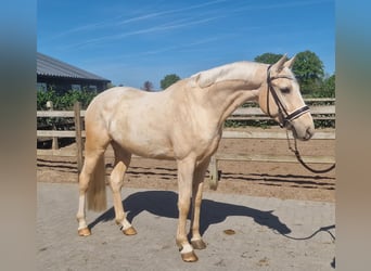 Palomino, Wałach, 4 lat, 168 cm, Izabelowata
