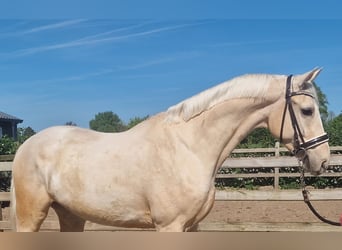Palomino, Wałach, 4 lat, 168 cm, Izabelowata
