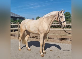 Palomino, Wałach, 4 lat, 168 cm, Izabelowata