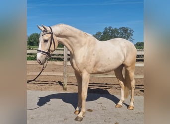 Palomino, Wałach, 4 lat, 168 cm, Izabelowata