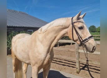 Palomino, Wałach, 4 lat, 168 cm, Izabelowata