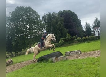 Palomino, Wałach, 4 lat, 173 cm, Izabelowata