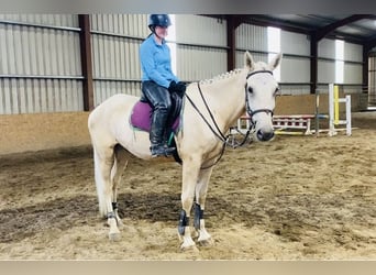 Palomino, Wałach, 4 lat, 173 cm, Izabelowata