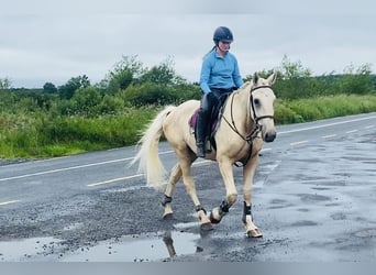 Palomino, Wałach, 4 lat, 173 cm, Izabelowata