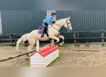 Palomino, Wałach, 4 lat, 173 cm, Izabelowata