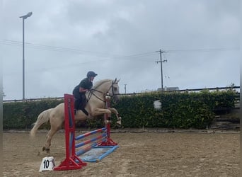 Palomino, Wałach, 4 lat, 173 cm, Izabelowata