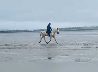 Palomino, Wałach, 4 lat, 173 cm, Izabelowata