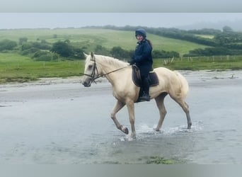 Palomino, Wałach, 4 lat, 173 cm, Izabelowata