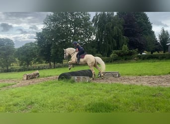 Palomino, Wałach, 4 lat, 173 cm, Izabelowata