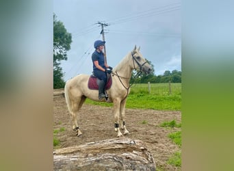 Palomino, Wałach, 4 lat, 173 cm, Izabelowata
